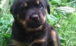 3 Female/1male Rottweiler pups for sale. 7 weeks old and happy and healthy and ready to go to their new homes. Raised with kids and lots of room to run. Dewormed, dew claws and tail removed. Very square heads and chests and dark markings. Mom and Aunt