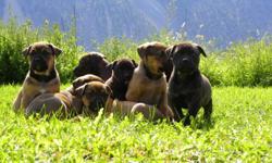 Beautiful Rottweiler X Puppies Ready To Go!!!!! $300.00 O.B.O.
Vet Checked. 1st Shots and 2nd De-worming Done. These puppies are very beautiful, well mannered 2 boys (Duke and Black) and 1 female (Brittany) remaining to home which are family raised on