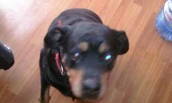 7 year old rotty great with kids and very protective of her owner