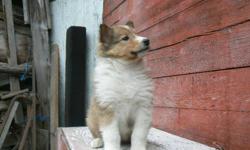 6 Outstanding Sable and Tri-color male and female puppies! This line of Collies offer outstanding loyality and family friendly inside or outdoor dogs. Puppies are weaning, eating well and ready to go to their next home. Please call for available colors or