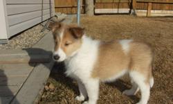 There are four purebred Rough Coated Collies not spoken for yet from this big litter. People who know the breed can tell you about the best trait to these dogs: their character. Their beautiful coat does need a weekly grooming job, which does not take