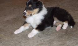 We are the happy owners of a beautiful Rough Coated Collie and are having pups with her for the first time. This breed is actually very unique. Beside ?good looks? (we are getting lots of compliments) is this an intelligent dog that can be taught easily.