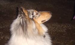 1 and a half year old rough collie female. Chika is blue merle with dark eyes. Has her basic obedience and started flyball training. She is used to big dogs, little dogs, kids and horses. Up to date on shots and deworming. Very smart and loves everyone.