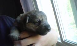 My dog had a litter of pups. We have 2 females.
They were born Sept 29 2011 , so are only 1 week, but we are looking
at getting her a great home, and it would be nice to be able to screen for great homes.
Please email with some information you feel we