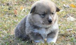 3 sable Pembroke Welsh Corgi pups available for sale, 1 female and 2 males. These pups will be ready to go to their new owners at the end of November. Mother and father are both on site, both are AKC registered. Parents are both outgoing friendly dogs.