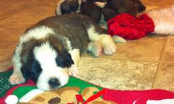 Don't be fooled by the other people on here selling Saints our pups are health Gauanteed both parents have had there hips certified and are on site for you to view. Buy from a breeder you can trust.
Saint Bernard puppies for sale. Perfect Christmas gift!