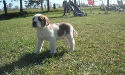 St bernard puppies, now ready to go. There are 6 puppies left of 10. 5 females and 1 male. They had their vet check and vaccinations today. They have great personalities and are raised with our children, small dogs (chihuahuas) as well as various types of