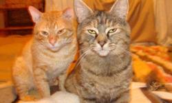 These abandoned cats named Sam and Leah are thought to be brother (orange tabby) and sister (brown tabby/tortie). The vet believes they are about two years old. Sam is very confident and will greet any new humans with love and affection, crawling into