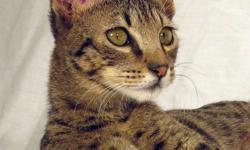 Spidersweb is a small TICA registered in-home cattery, focused on socilization, temperament, health and quality.  We currently have available two juvenile females: One F4C born August 11, 2011 and One F5SBT born May 29th, 2011.  See links below for more