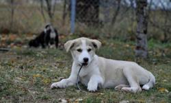 We have several beautiful puppies for adoption through our rescue. They range in ages 8 weeks to 7 months, they are all mix breeds, some have Lab, some have Husky, some have Collie, etc
A few of their pictures can be seen on this ad, but all of our