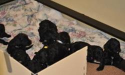 Our F1(FIrst Generation)  Giant Schnoodle puppies will be ready to go to their new homes on Jan. 8, 2012.   Mama is an AKC registered Giant Schnauzer and Papa is a CKC registered Standard Poodle.   The puppies are primarily black with white markings on