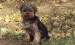Adorable Yorkshire Terrier/Mini Schnauzer puppies. Non-shedding, great for people with allergies!  Make wonderful pets.
 
Vet-checked, dewormed and first shots.
Males $450 Female $550