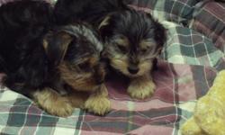 Yorkshire Terrier / Mini Schnauzer cross puppies.
Vet checked, dewormed and first shots.
These cuties are a bit older, so you can see just what they turned out to look like!
Non shedding, so they are good for people with allergies.