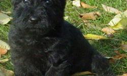 Airfare to YVR on Saturday is $50. (Shared with other pup going.) Can fly anywhere else Pacific Coastal goes from William's Lake for $100 including carrier.Very cute, tiny puppies from large litter.
Mom is 18 lb. SCOTTIE and Dad is 12 lb. mini Poodle.