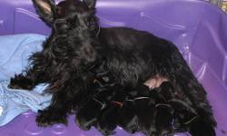 Mother is Scottish Terrier  & Father is Mini Schnauzer
Schnottie Puppies
Black male & female puppies.
Pups are socialized with other animals and children. Come with 1st shots, vet check and health guarantee.
We own both parents.
prairieskyalberta.ca