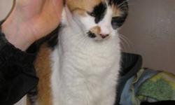 Breed: Calico
 
Age: Senior
 
Sex: F
 
Size: M
Hannah is a very friendly and talkative 12 year old cat that is ready for her new home.
 
View this pet on Petfinder.com
Contact: Richmond Animal Protection Society / City of Richmond Animal Shelter |