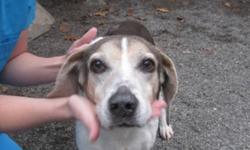 Breed: Beagle Hound
 
Age: Senior
 
Sex: F
 
Size: M
 
View this pet on Petfinder.com
Contact: Big On Beagles (B.O.B.) | Toronto, ON
