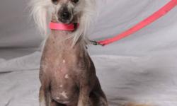 Breed: Chinese Crested Dog
 
Age: Senior
 
Sex: F
 
Size: S
Our volunteer foster homes are located throughout the U.S. and Canada.
Please read our main web page(see link below)
to find out about our adoption procedures and fees before making an inquiry on