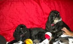 Breed: Cocker Spaniel
 
Age: Senior
 
Sex: F
 
Size: M
THIS IS A COURESTY POST
Bailey, a black & tan female American Cocker Spaniel was born September 2002. Zoey a black female American Cocker Spaniel was born the same year in early November. American