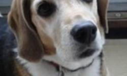 Breed: Beagle
 
Age: Senior
 
Sex: F
 
Size: M
Hershey is an adorable 11 year old beagle looking for a home. She is very friendly and enjoys her daily walks. If you are looking for a gentle companion who loves attention then contact Beagle Paws to find