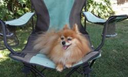 Breed: Pomeranian
 
Age: Senior
 
Sex: F
 
Size: S
Ladybug (AKA Lady) is a very sweet little girl who just wants to hang out and enjoy time with her people. She is a smart little girl who knows how to sit and stay, and has great recall! She walks well on