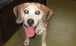 Breed: Beagle
 
Age: Senior
 
Sex: M
 
Size: S
Beowulf just arrived today from the Barrie SPCA so he needs time to unpack his bags and get all his vetting completed. Poor Beowulf lost his long-time home when his elderly owner was moved to a nursing home.