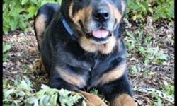 Breed: Rottweiler
 
Age: Senior
 
Sex: M
 
Size: L
***COURTESY POSTING FOR MERA-MANITOBA EMERGENCY RESPONSE FOR ANIMALS***
Billy is a 11 yr neutered boy who was rescued from a flooded community. He is an amazing sweet boy and loves to be with people. He