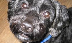 Breed: Cockapoo
 
Age: Senior
 
Sex: M
 
Size: S
Blackie is a senior cockapoo that came into our rescue in very bad shape. He has had the vet care he needs and is now looking for his forever home! He currently weighs 23 lbs. He is a very active fun loving