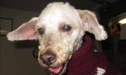 Breed: Poodle
 
Age: Senior
 
Sex: M
 
Size: M
Hello there! My name is Buddy, and the volunteers want to rename me Yoda for my big ears :-) I am a very sweet dog, and wants to be around my humans ALL the time. Needless to say I have separation anxiety,