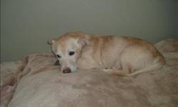 Breed: Corgi Terrier
 
Age: Senior
 
Sex: M
 
Size: M
Primary Color: Tan
Secondary Color: Cream
Age: 12yrs 1mths 0wks
 
View this pet on Petfinder.com
Contact: BC SPCA Quesnel and District Branch | Quesnel, BC