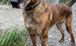 Breed: Shepherd
 
Age: Senior
 
Sex: M
 
Size: L
Damien: 8 year old Shepherd mix, male
(Damien was a bit camera shy - better pic coming soon!)
I am a sweet, older guy who is very friendly with people. I love to be petted, and I am well trained in basic