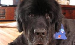 Breed: Newfoundland Dog
 
Age: Senior
 
Sex: M
 
Size: XL
Meet Inti. He is a 9.5 year old purebred Newfoundland who loves to gives kisses, receive attention and is absolutely fabulous with everyone he meets, whether 2 or 4 legged.
 
 
View Inti's bio page