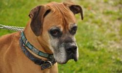 Breed: Boxer
 
Age: Senior
 
Sex: M
 
Size: M
Pasha is a handsome older guy who would love the find an adult family to hang out with. Pasha family came on hard time and had to give him up. If you are looking for a wonderful boy and love the boxer breed