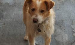 Breed: Terrier Collie
 
Age: Senior
 
Sex: M
 
Size: M
Max was an owner drop off. He is approx 10 years old and not very happy about being at the shelter (can't blame him). He is a little grumpy here which has makes him less appealing to adoptive