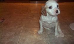 English setter pup for sale, one male available. Execellent hunting stock or makes a great pet. Call for details, 229-0296.