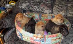 There are 7 adorable Shar-Pei (wRINKLE) puppies available, 2 female red fawns, 3 male red fawns, 1 black male, and 1 silver sable male. They all have brush coats. They are 6 wks. old. Raised with children and other dogs. Very friendly and playful puppies.