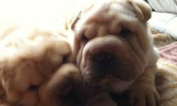 Pure bred shar pei pups ready to go any day now. Beautiful dogs, very smart and affecionate. Must go to loving home, also they are very playful and for the most part paper trained since they were a few weeks old. You can contact me by email or