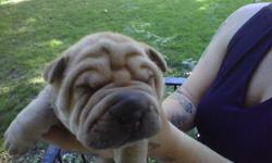 Shar Pei puppies 2 males 2 females very wrinkley and cute $650