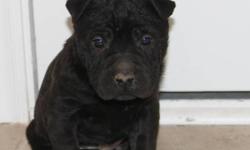 Shar Pei Puppies (Sharpei Puppies)
First vaccination and dewormed 2x
HEALTH GUARANTEE
ONLY 1 female left
They have sweet personalities and would make a good companion
They are outgoing and love to play
Raised around kids, dogs and cats
Their tails have