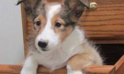 Beautiful great looking Purebred sheltie puppies ready for there new homes. Surprise your family this christmas. Vet checked dewormed and vaccinated. Both parents are AKC registered and availble for viewing as well. Pups are well socialized with other