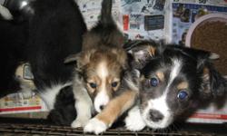 Beautiful puppies waiting for homes. They are well socialized and very cuddly. They come with first shots, deworming and treated with revolution. Mom is 1/2 sheltie 1/2 cocker which make the pups 3/4 sheltir 1/4 cocker. Mom is in the picture with the pups