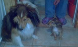 We have beautiful sheltie puppies for sale.  Mom and dad are medium size dogs (12 - 15 pds) with good temperments and are great with kids. These lovable puppies will make a great addition to your home.