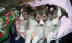 Sheltie Puppies - Not Registered.  6 puppies - 4 females and 2 males.  Puppies have had 1st vacinations and dewormed.  The puppies have been socialized with other dogs, cats, rabbits and small children.  They are very cute and playful.  Ready to go and
