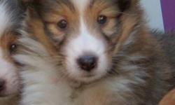 2 MONTHS OLD SHELTIE PUPPIES
1 BOY 3 GIRLS
HAD 1ST SHOT, DEWORMED
EACH PUPPY COMES WITH PUPPY FOOD AND VET CHECKED BOOKLET
MATURE TO 14-20 LBS
SCARBOROUGH
CALL FOR VIEWING
647 891 8866
