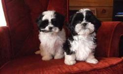 two males, born Aug. 30, home raised and paper trained. Mama Gracie is an 8lb. shiht-zu and Papa  George is a 9lb. shi-poo. please phone 705-723-5716