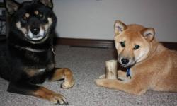 Pedigree Shiba Inu puppies available.  Both parents available for viewing.  Great family pet with fantastic temperament.  Dam is AKC registered and Sire is CKC.  Vet checks, first shots and deworming included.  For more information call 250.275.7676