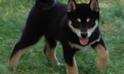 Shiba Inu Puppies
Born July 15, 2011 & Ready to go this week
2 Playful black & tan males available
Should mature 25 lbs
Come complete with Vaccinations,
Dewormings, Health exam & Guarantee
Call 905-704-8763 to visit our boys