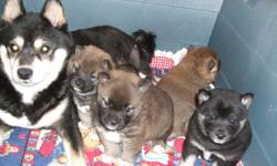2 Litters of puppies born last week will not be ready till the end of December
Some are Black and tan and some are red
Will have first shots.
Both parents are registered
both male and females available
will be easily trained and great with kids
picures