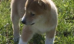 Amazing looking dogs!
Small & unusual Japanese breed
Mature 15-20 lbs
Shiba's come with full vet health exam,
vaccinations, dewormings & paper trained
2 litters - Born Sept 15 & 24
4 females & 1 male available
To arrange a visit...
Please call