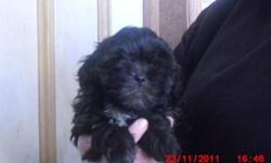 Shih-poo We have 4 boys and 1 girl. They are well socialized with children and other dogs. They are very loving and smart dogs. They well be vet checked and dewormed, before they go to their new loving home call after 4:00 pm 905-939-2024  THE TWO BOYS